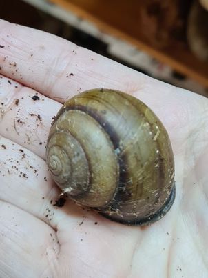 Giant snails