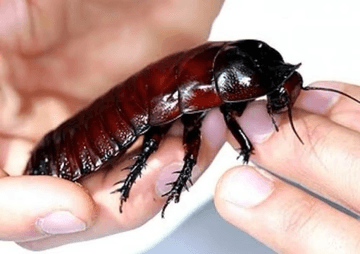 Giant burrowing cockroaches giant burrowing cockroaches