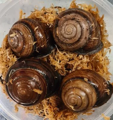 Giant snails