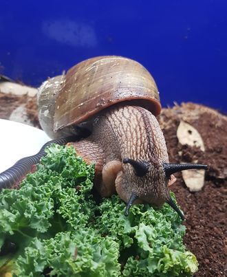 Giant snails