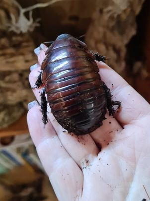 Giant burrowing cockroaches giant burrowing cockroaches