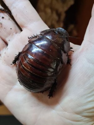 Giant burrowing cockroaches giant burrowing cockroaches