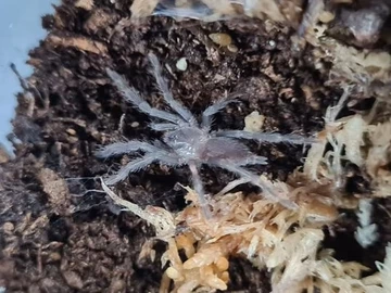 Australian Tarantula (Phlogius Cape Gloucester) Slings (Baby)