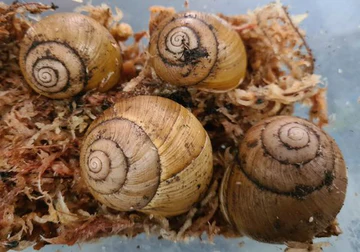 Melon snails