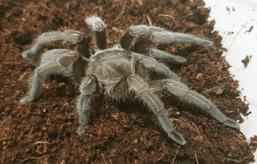 Tarantula Slings