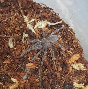 Tarantula Slings